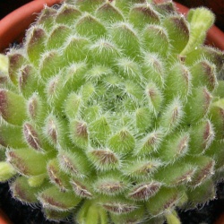 Sempervivum - Dachwurz - Hauswurz